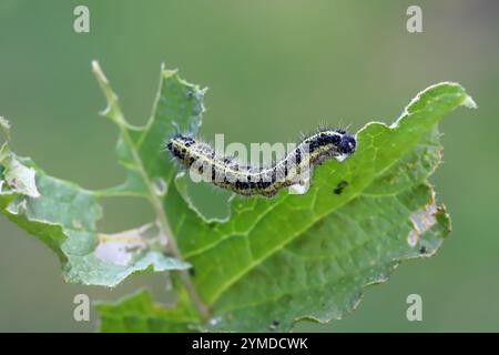 Raupen Pieris brassicae Larva Kohl Weißer Schmetterling auf einem beschädigten Blatt. Stockfoto