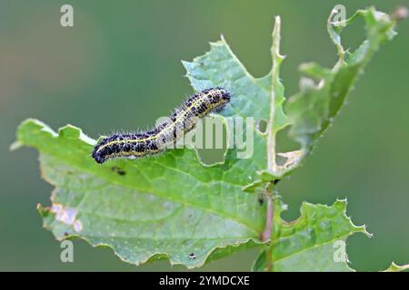 Raupe des großen weißen Schmetterlings (Pieris brassicae) Streifen die Blätter ab. Stockfoto
