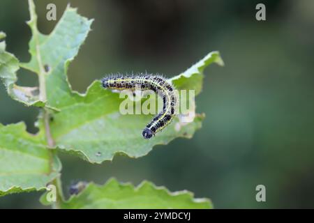 Kohl Butterfly (Pieris brassicae), raupe auf einem beschädigten Blatt. Stockfoto