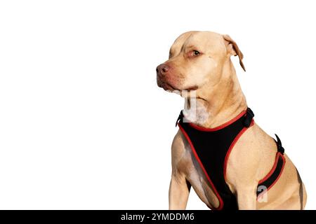 Ein beeindruckendes Porträt eines einäugigen Pitbull, der ruhig sitzt und seine Widerstandsfähigkeit, seinen Charme und seine einzigartige Schönheit zeigt. Ein wahres Symbol für Stärke und Liebe. Stockfoto