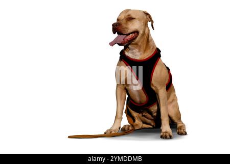 Ein beeindruckendes Porträt eines einäugigen Pitbull, der ruhig sitzt und seine Widerstandsfähigkeit, seinen Charme und seine einzigartige Schönheit zeigt. Ein wahres Symbol für Stärke und Liebe. Stockfoto