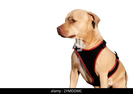 Ein beeindruckendes Porträt eines einäugigen Pitbull, der ruhig sitzt und seine Widerstandsfähigkeit, seinen Charme und seine einzigartige Schönheit zeigt. Ein wahres Symbol für Stärke und Liebe. Stockfoto