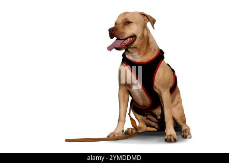 Ein beeindruckendes Porträt eines einäugigen Pitbull, der ruhig sitzt und seine Widerstandsfähigkeit, seinen Charme und seine einzigartige Schönheit zeigt. Ein wahres Symbol für Stärke und Liebe. Stockfoto