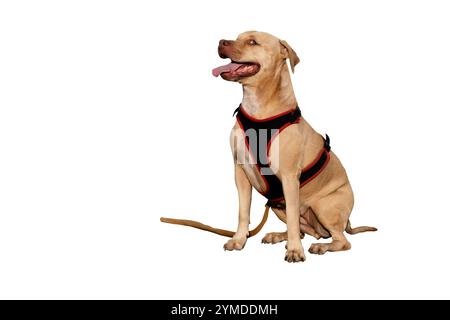 Ein beeindruckendes Porträt eines einäugigen Pitbull, der ruhig sitzt und seine Widerstandsfähigkeit, seinen Charme und seine einzigartige Schönheit zeigt. Ein wahres Symbol für Stärke und Liebe. Stockfoto