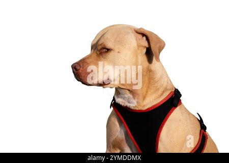 Ein beeindruckendes Porträt eines einäugigen Pitbull, der ruhig sitzt und seine Widerstandsfähigkeit, seinen Charme und seine einzigartige Schönheit zeigt. Ein wahres Symbol für Stärke und Liebe. Stockfoto