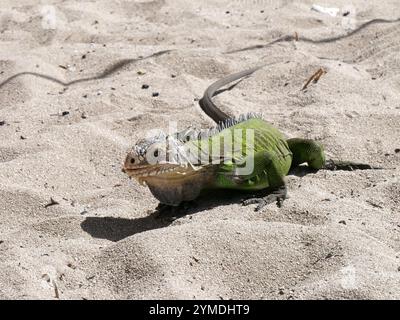 Leguana Delikatatissima am Sandstrand in guadeloupe, gefährdetes Reptil, der auf die Kamera zuvorrückt Stockfoto