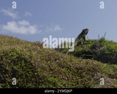 Leguana Delikatatissima auf tropischem Busch in klarem blauem Himmel Hintergrund. Endemische Arten des Leguanreptils in Guadeloupe. Erwachsene Eidechse an Sträuchern Stockfoto