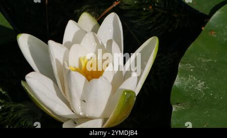 Seerose Stockfoto