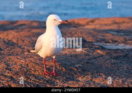 Porträt einer Silbermöwe, Chroicocephalus novaehollandiae, stehend auf einem Granitfelsen im späten Nachmittagslicht in Cape Leeuwin, Western Australia. Stockfoto