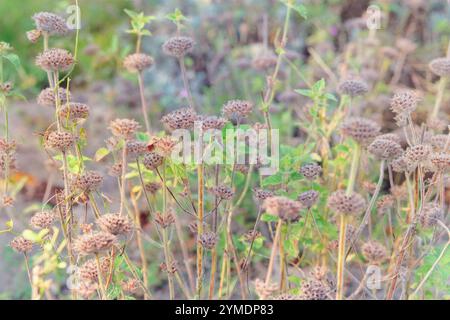 Clinopodium vulgare wächst im Garten. Saatguternte im Herbst. Hüttengarten. Natur floraler Hintergrund. Stockfoto