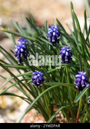 Traubenhyazinthe oder Stärke Traubenhyazinthe, Muscari neglectum, Sparagaceae (früher Hyacinthaceae). Eurasien. Stockfoto