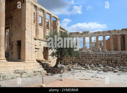 Der heilige Olivenbaum von Athena, eingeschlossen im Heiligtum von Pandrosos, Teil des Erechtheion, Erechtheum oder Tempel von Athena Polias, Akropolis. Stockfoto