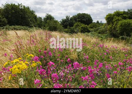 Bully Fen, Naturschutzgebiet und Community Woodland. Hackney Marsh, Teil des Erholungsgebiets für die Olympischen Spiele, Dorf, Park und Arena. Hackney, East London, Lower Lea Valley, Austragungsort der Olympischen Spiele 2012 in London, 8. Juli 2006 2000, UK HOMER SYKES Stockfoto