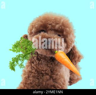 Süßer Maltipoo Hund mit frischer Karotte auf hellblauem Hintergrund Stockfoto