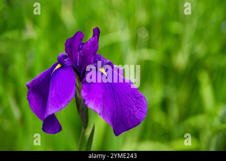 Wunderschöne leuchtende lila und gelbe japanische Irisblume, Iris ensata, über grünem Grashintergrund. Mit Leerzeichen für Text. Stockfoto