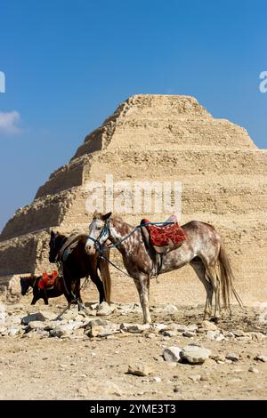 Pferde stehen vor einer Pyramide in Ägypten Stockfoto