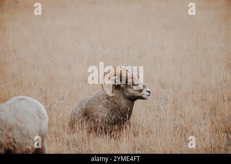 Ein majestätisches Dickhornschaf ruht friedlich auf einem goldenen Grasland und zeigt seine berühmten geschwungenen Hörner vor dem Hintergrund seines natürlichen Lebensraums. Stockfoto