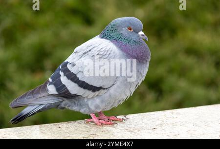 Eine blaue Taube. Diese Vögel wurden vom Menschen gezähmt. Stockfoto