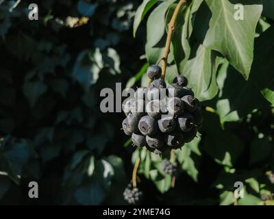 Eine Gruppe Heidelbeeren, die an einer Rebe hängen. Die Beeren sind reif und bereit für die Ernte Stockfoto