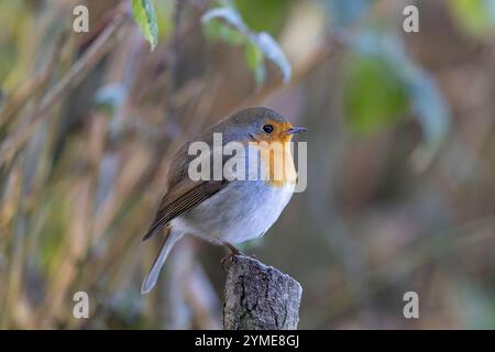Detaillierte Seitenansicht aus nächster Nähe des wilden britischen robin-Vogels (Erithacus rubecula), der isoliert auf einem gehäuften Baumstumpf in einer natürlichen Waldlandschaft thront. Stockfoto