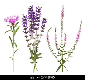 Die Wildblumen Knapweed, Wiesensalbei und purpurpurne Loosestrife Stockfoto