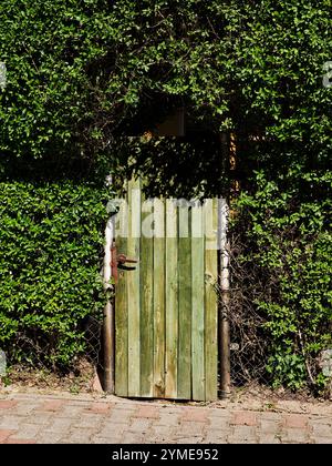 Alte Holztür in der Wand, bedeckt mit grünem Efeu. Hochwertige Fotos Stockfoto