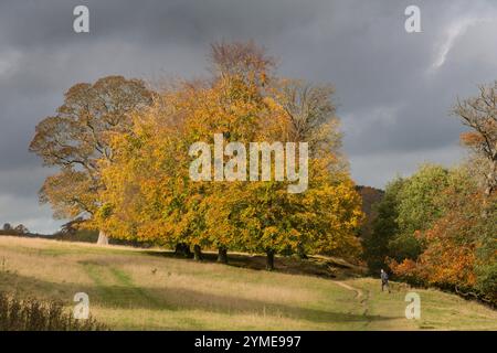 Ein Wanderer schlendert im Herbst durch das Chatsworth Anwesen, Chatsworth, Peak District National Park, Derbyshire, England Stockfoto