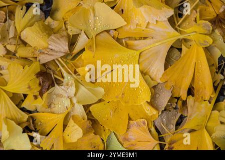 Ein Herbstteppich aus goldgelben Ginkgo-Biloba-Blättern Stockfoto