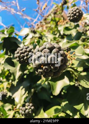 Eine Gruppe schwarzer Beeren auf einer Weinrebe. Die Beeren sind klein und rund, und sie sind zusammengebündelt. Die Rebe ist grün und hat Blätter, die herauswachsen Stockfoto