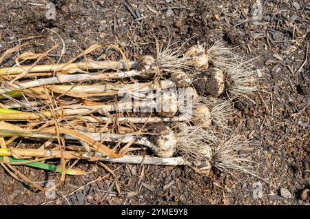 Frisch gegrabene Knoblauchzwiebeln mit festem Hals im Garten Stockfoto