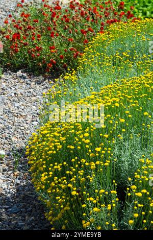 Graue Santolina chamaecyparissus „gelbe Knöpfe“ Stockfoto