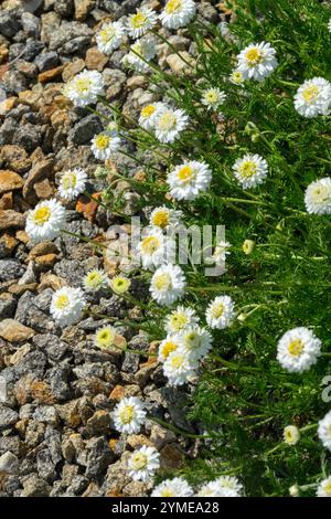 Roman Chamomile Chamaemelum nobile 'Flore pleno' White Lawn Camomile Ground Apple Whig Plant Stockfoto