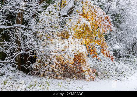 Der Frühwinterschnee im November auf der Herbstbuche verlässt neben einer Landstraße in der Nähe des Dorfes Taddington, Gloucestershire, England, Vereinigtes Königreich Stockfoto