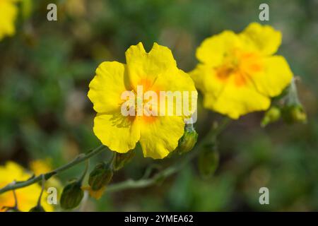 Helianthemum x hybridum „Goldene Königin“ Helianthemum Nahblume Stockfoto