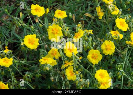 Helianthemum x hybridum „Golden Queen“ Stockfoto