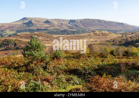 Auf Auchineden Hill mit Blick auf die Campsie Fells, Auchineden Hill, Glasgow, Schottland Stockfoto