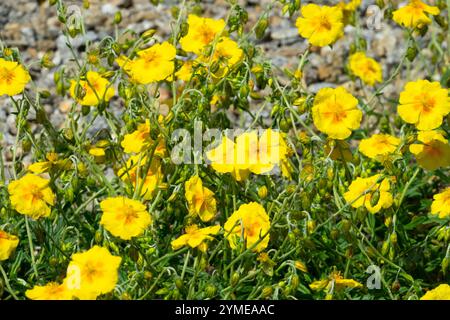 Helianthemum x hybridum „Golden Queen“ Stockfoto