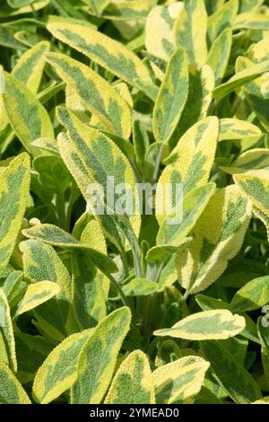 Salvia officinalis Icterina Variegated Golden Salvia Blatt Blätter Laub Rand kulinarische Kräuter Kräuter Kräuter Kräuter Kräuter Kräuter Kräuter Kräuter Kräuter Kräuter Kräuter Kräuter Stockfoto