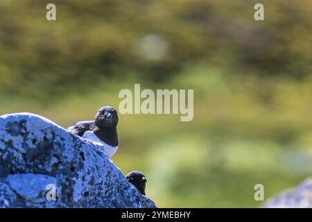 Kleiner Ak (alle alle) sitzt und schaut auf einem Felsen im arktischen Svalbard, Norwegen, Europa Stockfoto