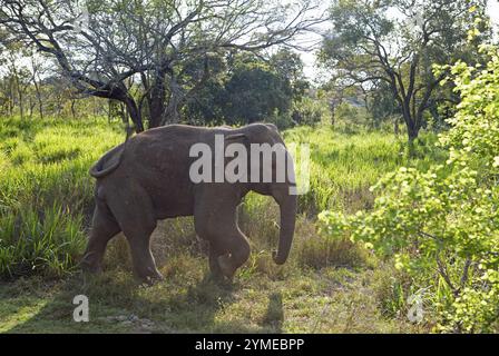 Sri Lanka Elefant oder Ceylon Elefant (Elephas maximus), Hurulu Eco-Park oder Eco-Park, Nord-Zentralprovinz, Sri Lanka, Asien Stockfoto