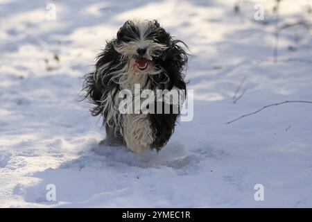 Tibetischer Terrier, Tsang Apso, läuft im Schnee Stockfoto