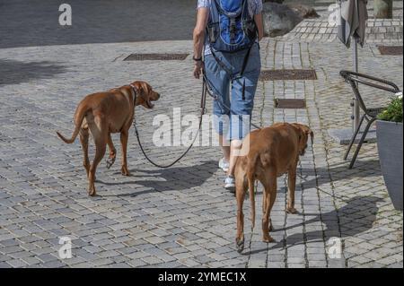 Hundegang in einem Dorf, Hunde, Rhodesian Ridgeback Rasse, Bayern, Deutschland, Europa Stockfoto