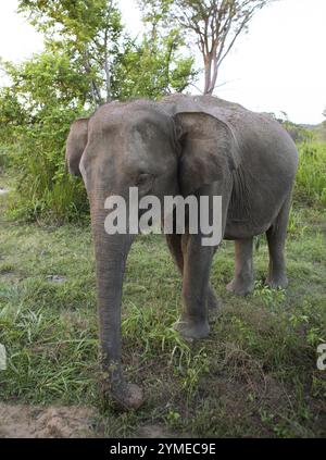 Sri Lanka Elefant oder Ceylon Elefant (Elephas maximus) im Abendlicht, Hurulu Eco-Park oder Eco-Park, North Central Province, Sri Lanka, Stockfoto