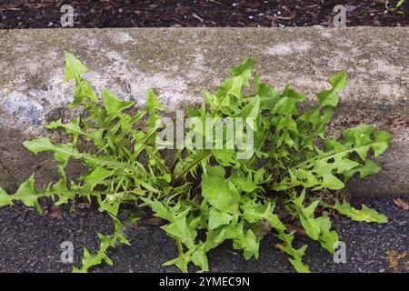 Nahaufnahme von Taraxacum officinale - Löwenzahn wächst durch Riss zwischen Betonkante und schwarzer Asphaltoberfläche auf dem Parkplatz im Sommer, Quebec, C Stockfoto