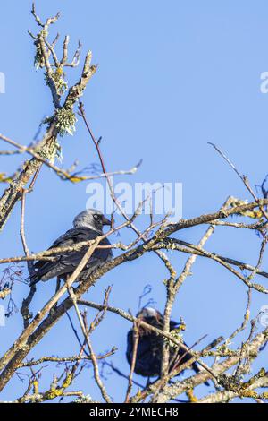 Westjakdaw (Coloeus monedula), der in der Frühlingssonne auf einem baumlosen Baum sitzt Stockfoto