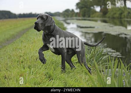 Große Dane, Saupacker, Große Dane Stockfoto