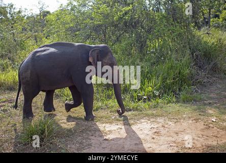 Sri Lanka Elefant oder Ceylon Elefant (Elephas maximus), Hurulu Eco-Park oder Eco-Park, Nord-Zentralprovinz, Sri Lanka, Asien Stockfoto