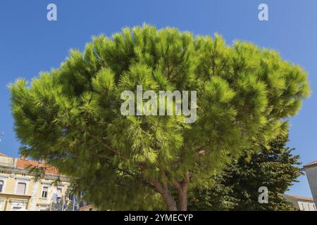 Niedriger Winkel und Nahaufnahme des Roten Pinus - Kiefer im Spätsommer, Zadar, Kroatien, Europa Stockfoto