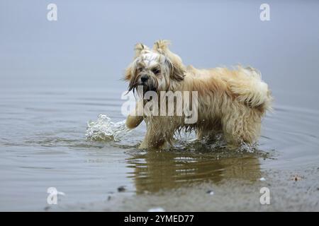 Lhasa Apso, Lhasa Terrier, Löwenhund, Tibet, spielt im Wasser Stockfoto