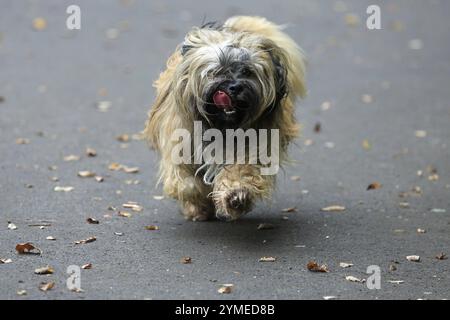 Lhasa Apso, Lhasa Terrier, Löwenhund, Tibet Stockfoto